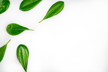 Natural green leaves on white background with copy-space