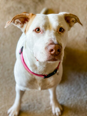 Wall Mural - White Lab / Pit Bull Mix Rescue Dog