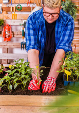 Young Man Planting Tomato Seedlings In His Urban Garden