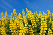 © Martin R√ºgner/Westend61 - Yellow bush lupine (Lupinus arboreus) blooming in spring