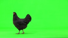 black hen walks and looking for wheat grains on green screen. studio