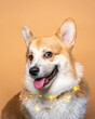 © Vasily Pindyurin/Westend61 - Russia, Studio portrait of corgi wearing glowing Christmas lights