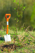 shovel and tree sprout spring planting in the park concept ecology, tree planting