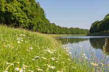 Germany, North Rhine-Westphalia, Cologne, Summer Meadow Stretching Along Shore Of Decksteiner Weiher Pond