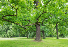 Germany, Saxony, Leipzig, Old Oak Tree Growing In Palmengarten Park
