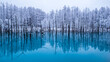 美瑛　青い池　なごり雪