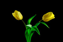 Studio Shot Of Yellow Blooming Tulips