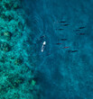 © Konstantin Trubavin/Westend61 - Aerial view of man on surfboard near pod of dolphins in blue sea