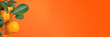 canvas print picture - Mandarin Banner.tangerine fruits on the branches. Citrus fruits banner. Mandarin bush on a bright orange background.Citrus fresh organic fruit.Organic  Natural Farm Fruits.Mandarin fruit banner