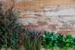 © Annika List/Westend61 - Varieties of medicinal herbs against wall