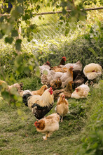 Flock Of Cockerel And Hens At Poultry Farm