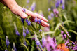 © Daniel Waschnig Photography/Westend61 - Woman's hand touching through lavender at herb garden