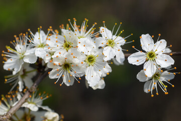 Wall Mural - Prunus spinosa, blackthorn, sloe white flowers closeup selective focus