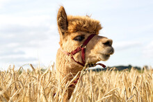 Portrait Of Alpaca Standing In Barley Field