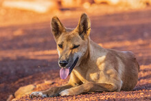 Portrait Of Lone Dingo (Canis Lupus Dingo) Resting In Uluru-Kata Tjuta National Park