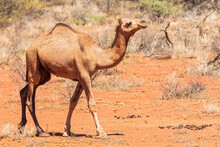 Dromedary (Camelus Dromedarius) Walking In Uluru-Kata Tjuta National Park
