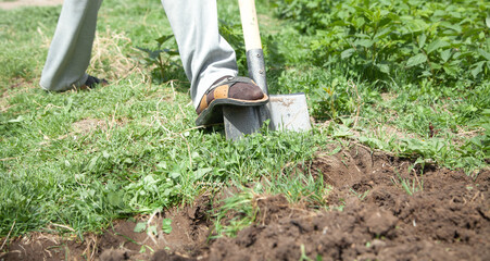 Farmer digs soil with shovel in garden.