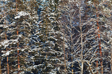 winter forest pine trees with snow background, close-up view