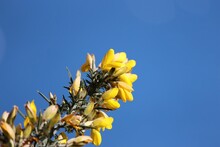 Close Up Of Yellow Gorse Flowers On Blue Sky Background