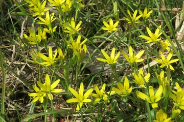 Yellow gagea flowers in the meadow in spring, closeup 