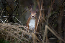 The Red Squirrel Or Eurasian Red Squirrel