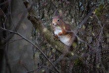 The Red Squirrel Or Eurasian Red Squirrel