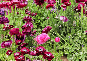 Canvas Print - ranunculus farm