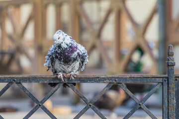 Wall Mural - Beautiful colorful ornamental pigeon sitting on a metal fence.