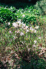 Sticker - White Cunningham Rhododendron (Rhododendron caucasicum x Rhododendron ponticum var.Album) in the garden, flower card on a bright sunny day