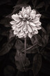 © Tandem Stock - Dahlia flower in b&w with copper toning