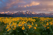 © Tandem Stock - Balsamroot wildflowers bloom below the Teton Mountains during a colorful sunrise in Grand Teton National Park, Wyoming.