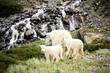 © Tandem Stock - A mountain goat and her two offspring walk across a mountain meadow in near the000 peak, Mt Quandary, Colorado