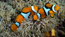 Percula Clownfish in an anemone