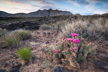 Cactus Pink Flower In Snow Canyon, Utah.