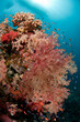 © Tandem Stock - Fiji reef scene with soft corals, and schools of anthias.