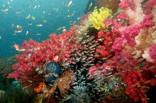 A Busy Raja Ampat Reef Scene With Colorful Soft Corals And Sweepers.