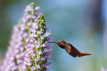 Hummingbird Drinking Nectar From Flower