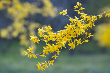 Wall Mural - A branch of blooming forsythia with beautiful yellow flowers or  Easter tree. Beautiful spring background.