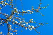 © decorator - Spring white cherry blossom against blue sky. Spring cherry blossoms on blue background for postcard or banner. Beautiful floral spring abstract background of nature