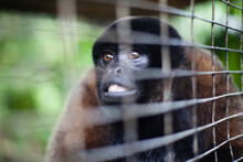 Captive Wooley Monkeys Being Rehabilitated In There Cage, Hoping One Day To Be Released Into The Wild.