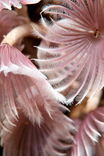 Feather Duster Tube Worms.