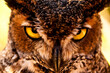 © Tandem Stock - Close up of the face of a Mexican owl, showing his penetrating look