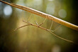 © Tandem Stock - walking stick insect close Arkansas