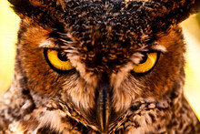 Close Up Of The Face Of A Mexican Owl, Showing His Penetrating Look