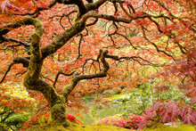 Moss Covered, Twisted Branches Of A Japanese Maple Tree In A Garden Surrounded By Flowers.