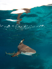 Black Tip Reef Sharks In The Solomon Islands.
