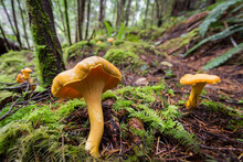 Golden Chanterelle Mushrooms In The Rainforest, Ready For Picking.
 Vancouver Island, British Columbia, Canada.