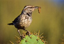 Cactus Wren (Camphylorhynchus Brunneicapillus) With Grub, Southern California