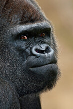 Goma, A Captive Nineteen-year-old Male Western Lowland Gorilla, At The Zoo, California