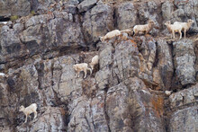 Bighorn sheep ewes and lambs scramble their way down a steep cliff on Miller Butte in the National Elk Refuge in Jackson Hole, Wyoming.